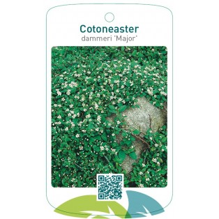 Cotoneaster dammeri 'Major'
