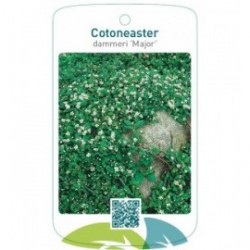 Cotoneaster dammeri 'Major'