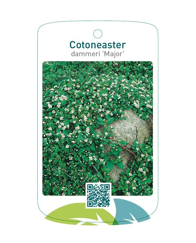 Cotoneaster dammeri 'Major'