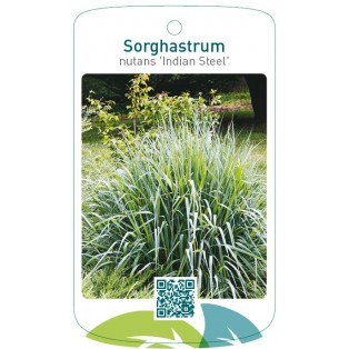 Sorghastrum nutans 'Indian Steel'