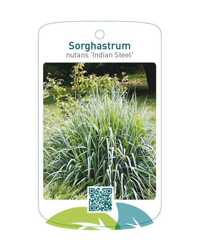 Sorghastrum nutans 'Indian Steel'