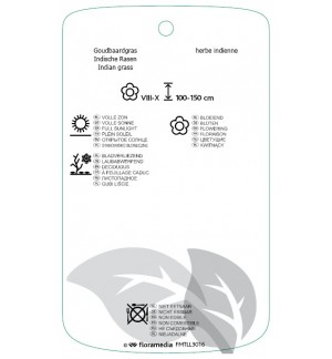 Etichette di Sorghastrum nutans 'Indian Steel' *