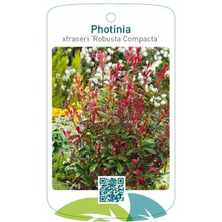 Photinia xfraseri ‘Robusta Compacta'