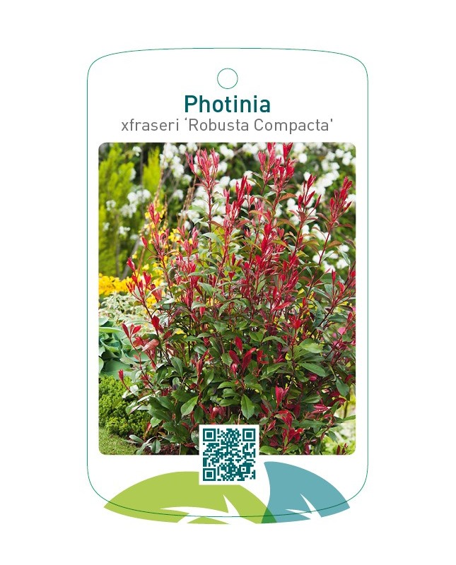 Photinia xfraseri ‘Robusta Compacta'