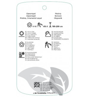 Etichette di Photinia xfraseri ‘Robusta Compacta' *