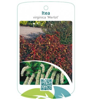 Itea virginica 'Merlot'