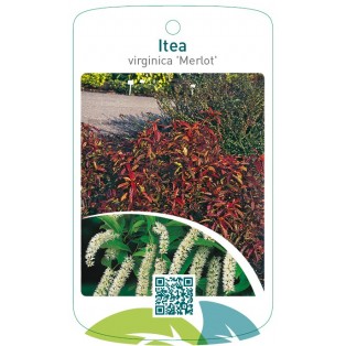 Itea virginica 'Merlot'