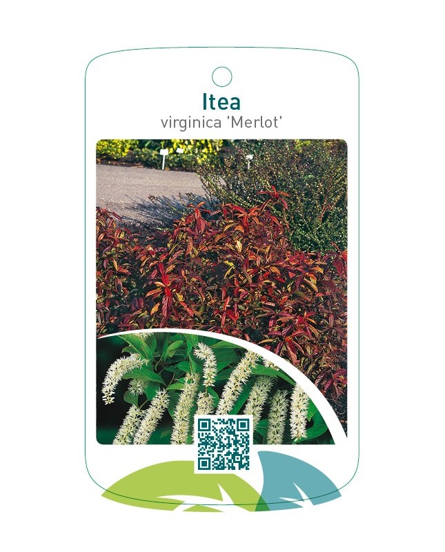 Itea virginica 'Merlot'