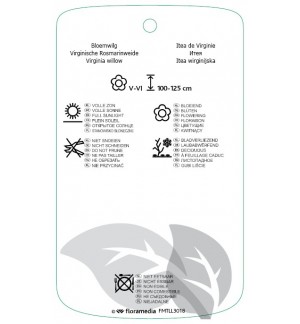 Etichette di Itea virginica 'Merlot' *