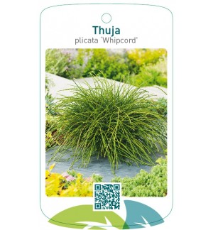 Thuja plicata 'Whipcord'