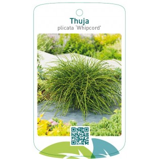 Thuja plicata 'Whipcord'