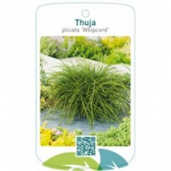 Thuja plicata 'Whipcord'