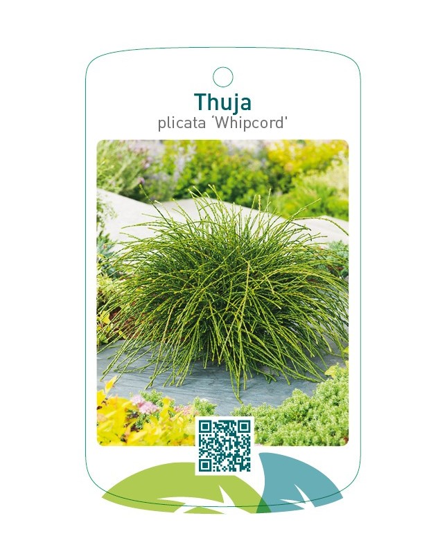 Thuja plicata 'Whipcord'
