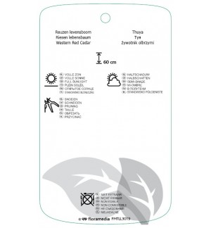 Etichette di Thuja plicata 'Whipcord' *