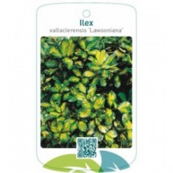Ilex xaltaclerensis 'Lawsoniana'