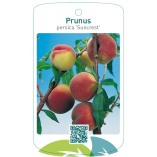 Prunus persica 'Suncrest'