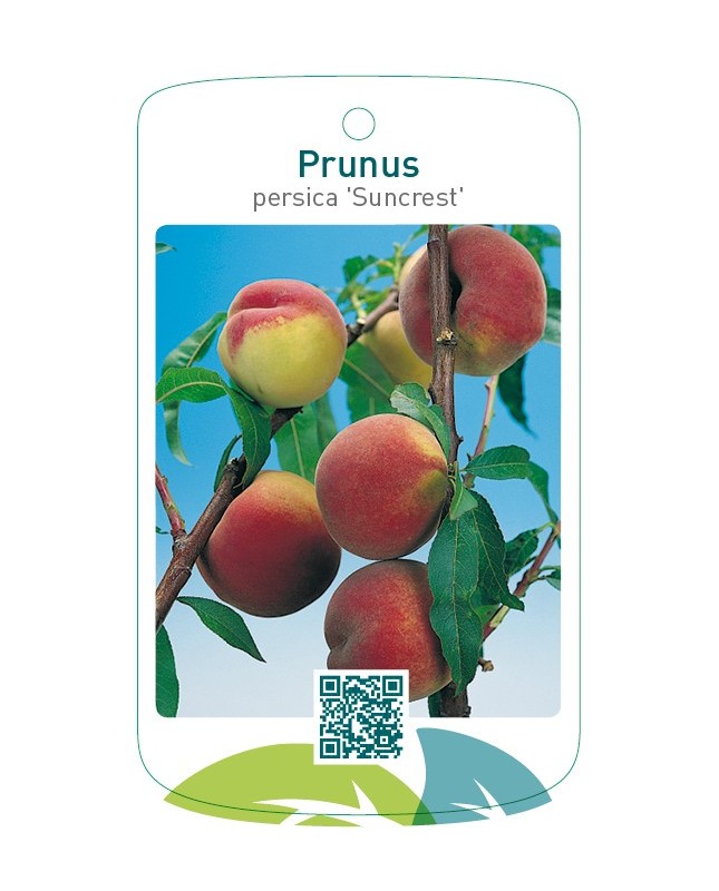 Prunus persica 'Suncrest'