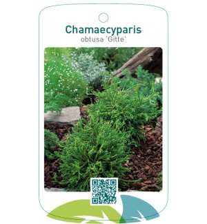 Chamaecyparis obtusa 'Gitte'