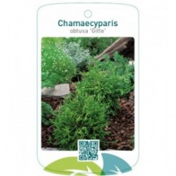 Chamaecyparis obtusa 'Gitte'
