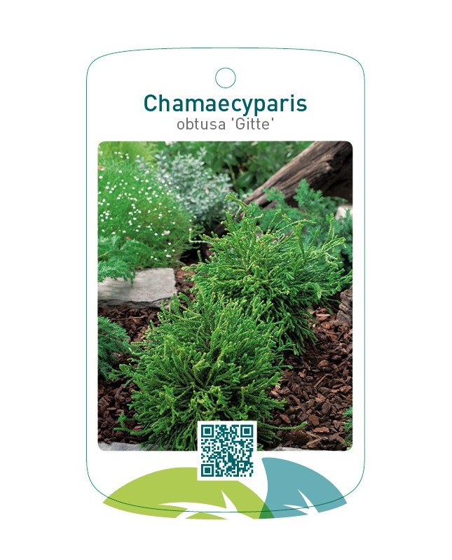Chamaecyparis obtusa 'Gitte'