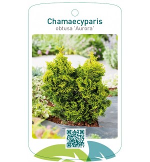 Chamaecyparis obtusa 'Aurora'