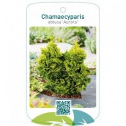 Chamaecyparis obtusa 'Aurora'