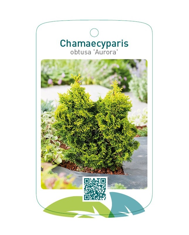 Chamaecyparis obtusa 'Aurora'