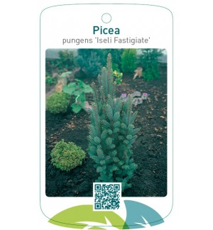 Picea pungens ‘Iseli Fastigiate'