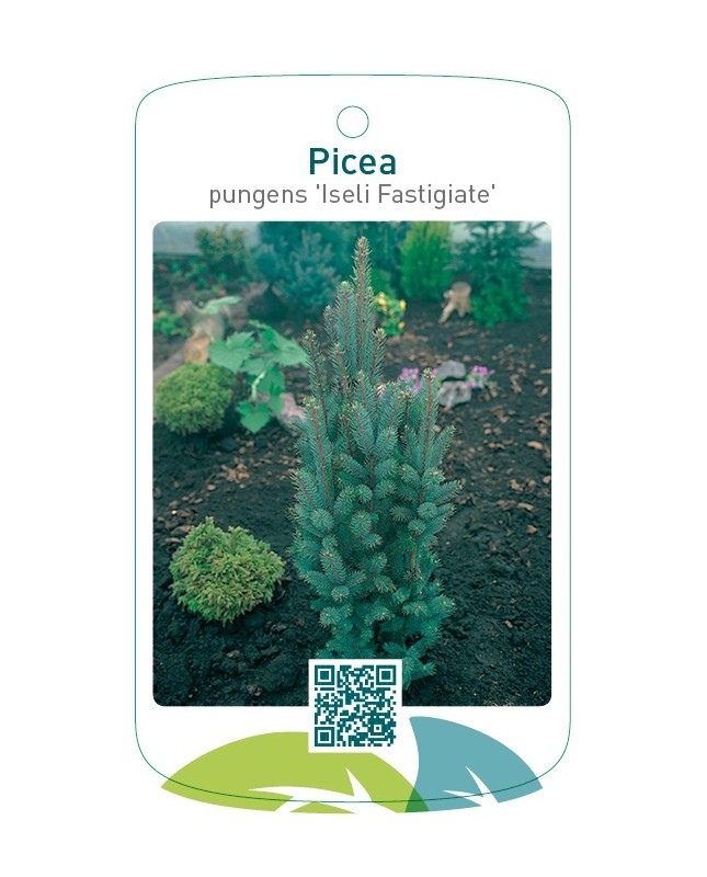 Picea pungens ‘Iseli Fastigiate'