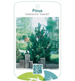 Pinus heldreichii 'Satellit'