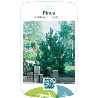 Pinus heldreichii 'Satellit'