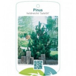 Pinus heldreichii 'Satellit'