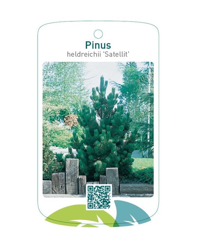 Pinus heldreichii 'Satellit'