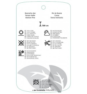 Etichette di Pinus heldreichii 'Satellit' *