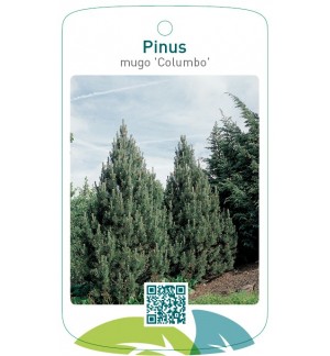 Pinus mugo 'Columbo'
