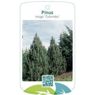 Pinus mugo 'Columbo'