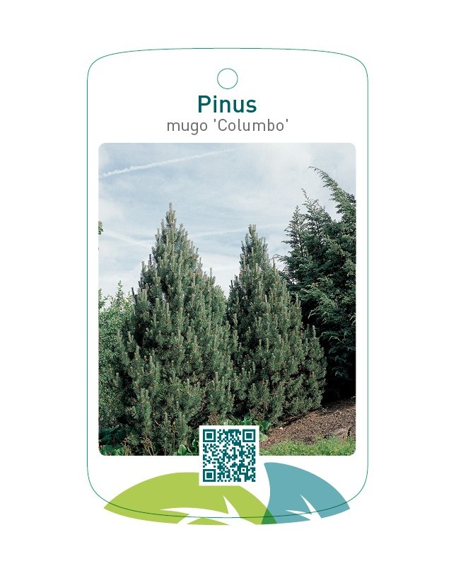 Pinus mugo 'Columbo'