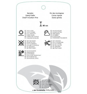 Etichette di Pinus mugo 'Columbo' *