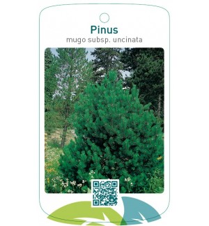 Pinus mugo subsp. uncinata
