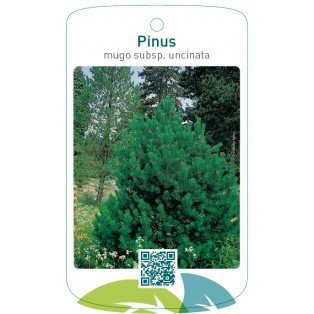 Pinus mugo subsp. uncinata
