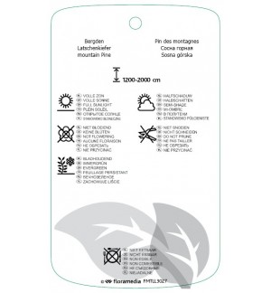 Etichette di Pinus mugo subsp. uncinata *