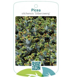 Picea sitchensis 'Silberzwerg'