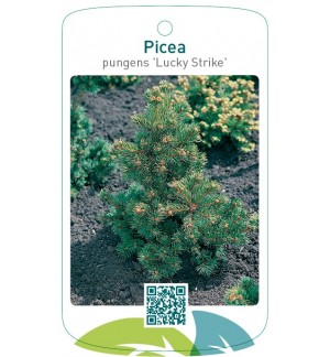 Picea pungens ‘Lucky Strike'