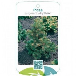 Picea pungens ‘Lucky Strike'