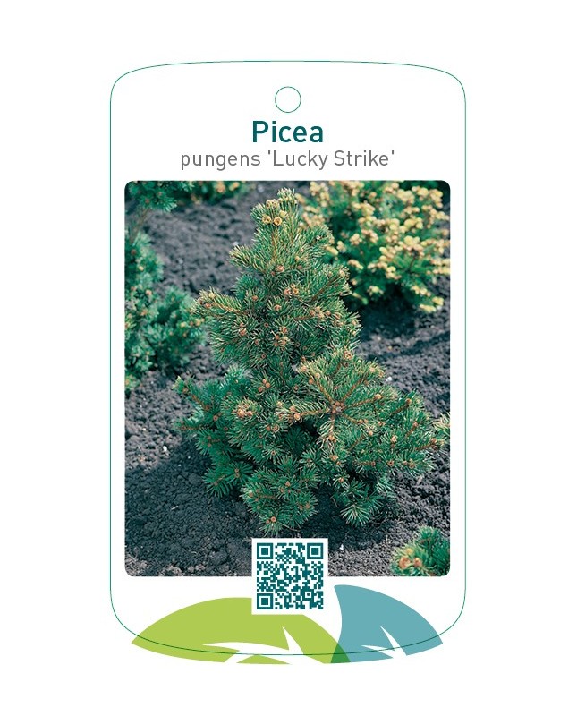 Picea pungens ‘Lucky Strike'