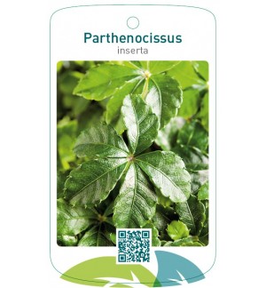 Parthenocissus inserta