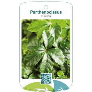 Parthenocissus inserta