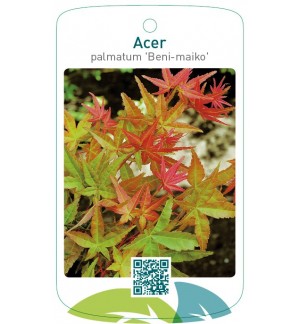 Acer palmatum 'Beni-Maiko'