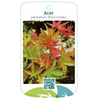 Acer palmatum 'Beni-Maiko'