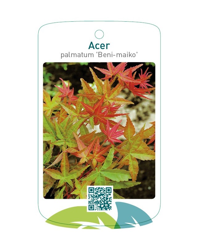Acer palmatum 'Beni-Maiko'